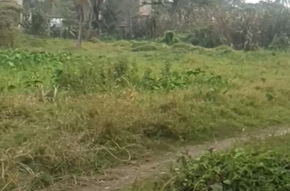 Thakurpukur Balaka,Residential Land,1katha 12chatak 35sqft area (OA396)