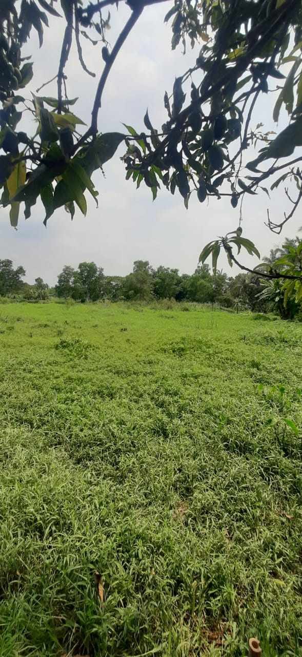 Srijani,Thakuranir Chak,Residential Land (OA384)