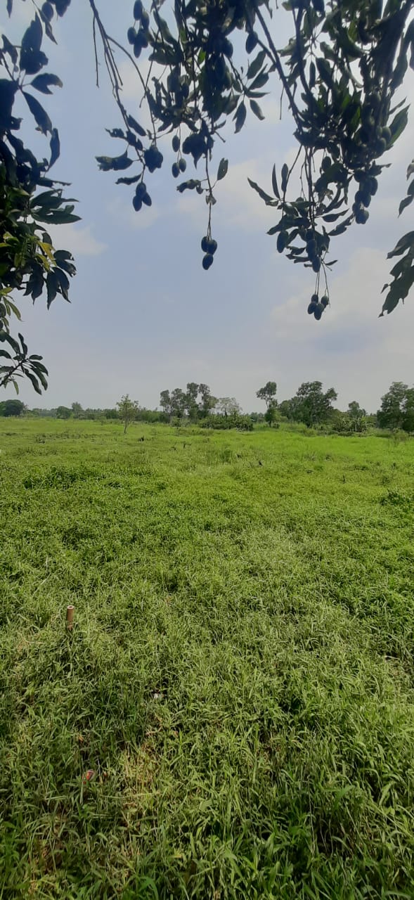 Srijani,Thakuranir Chak,Residential Land (OA384)